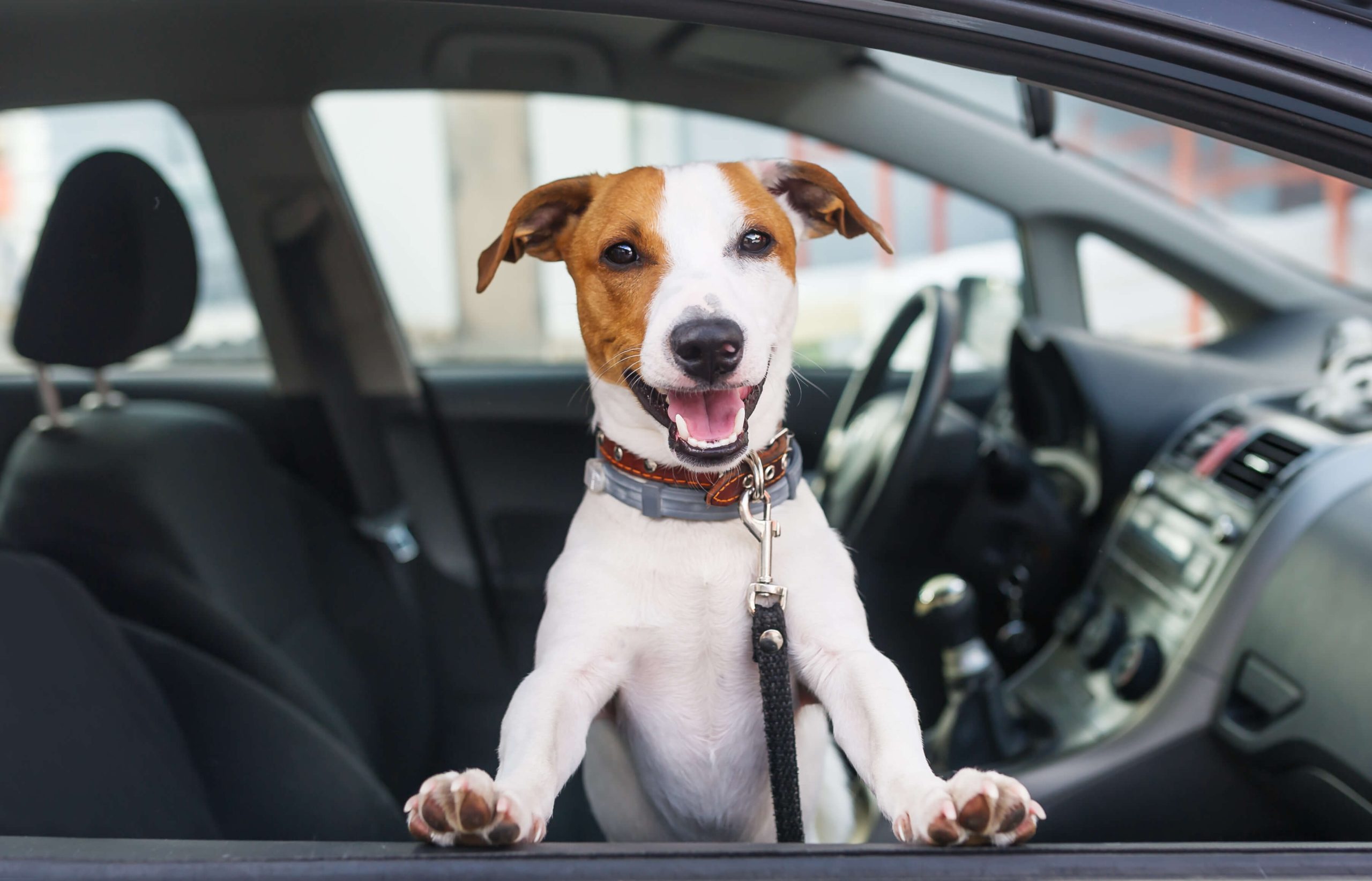 Pet-Friendly Road Trip Stops: How to Find the Best Pit Stops for You ...